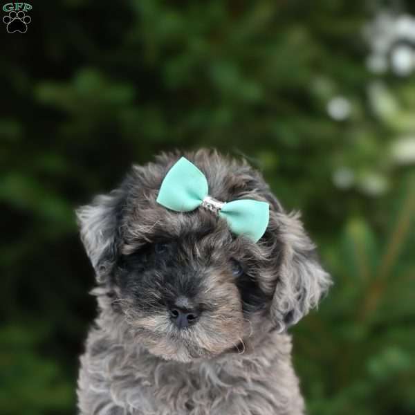Tootie, Havapoo Puppy