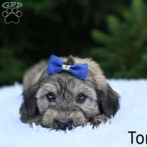 Tommy, Havapoo Puppy
