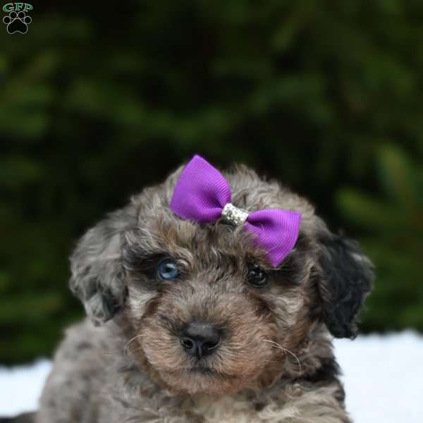 Lexi, Bich-Poo Puppy