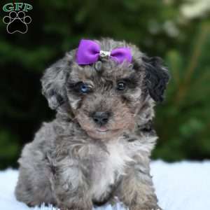 Lexi, Bich-Poo Puppy
