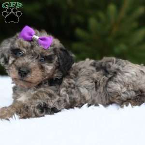 Lexi, Bich-Poo Puppy