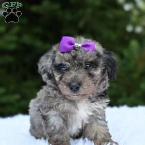 Lexi, Bich-Poo Puppy