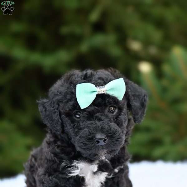 Lenny, Bich-Poo Puppy