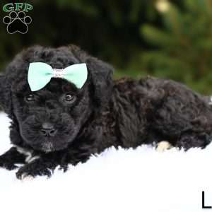 Lenny, Bich-Poo Puppy