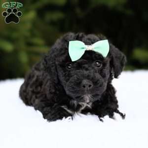 Lenny, Bich-Poo Puppy