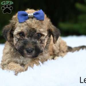 Lewis, Bich-Poo Puppy