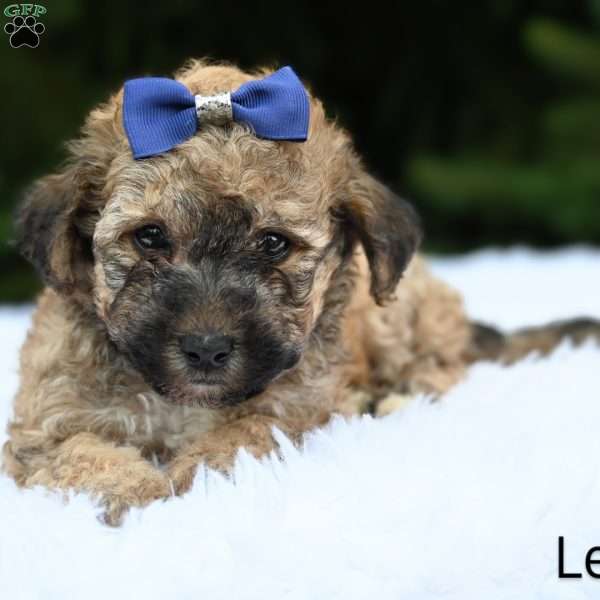 Lewis, Bich-Poo Puppy