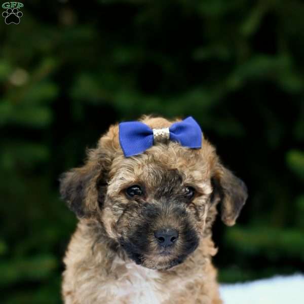 Lewis, Bich-Poo Puppy
