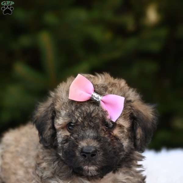 Lily, Bich-Poo Puppy