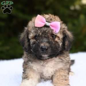 Lily, Bich-Poo Puppy