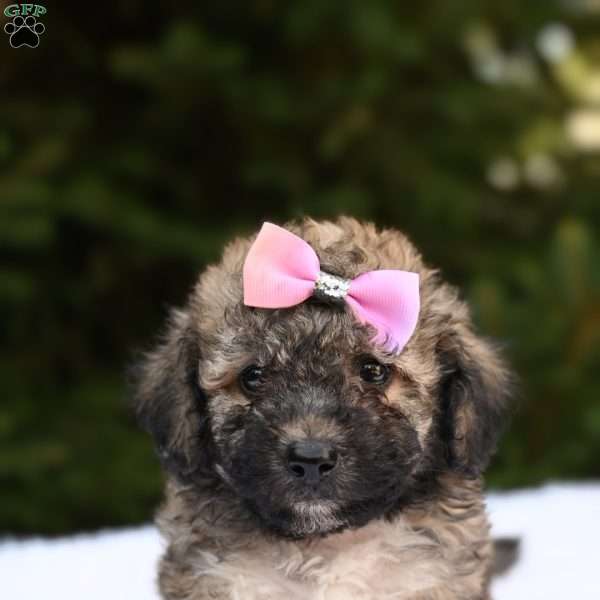 Lily, Bich-Poo Puppy