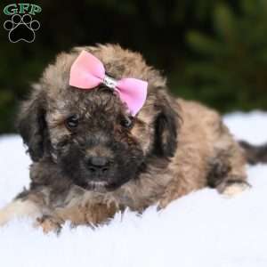 Lily, Bich-Poo Puppy