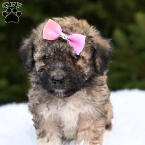 Lily, Bich-Poo Puppy