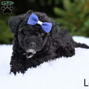 Leo, Bich-Poo Puppy