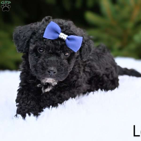 Leo, Bich-Poo Puppy