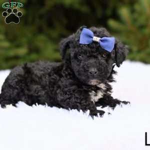 Leo, Bich-Poo Puppy
