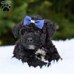 Leo, Bich-Poo Puppy