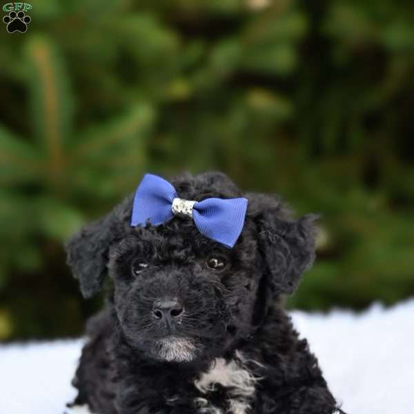 Leo, Bich-Poo Puppy
