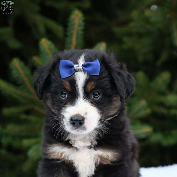 Maverick, Miniature Australian Shepherd Puppy