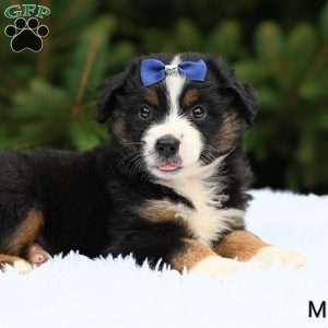 Maverick, Miniature Australian Shepherd Puppy