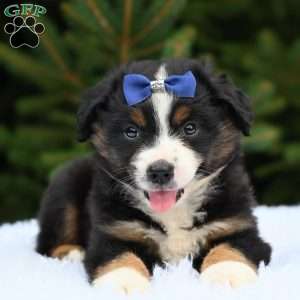 Maverick, Miniature Australian Shepherd Puppy