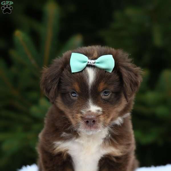 Micah, Miniature Australian Shepherd Puppy