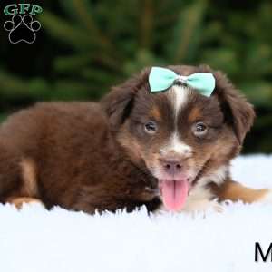 Micah, Miniature Australian Shepherd Puppy