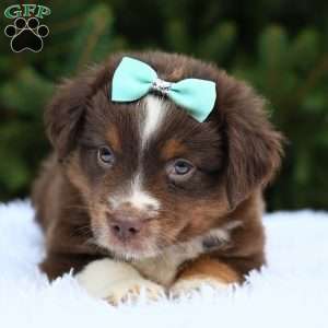 Micah, Miniature Australian Shepherd Puppy