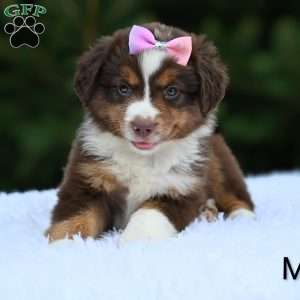 Mia, Miniature Australian Shepherd Puppy
