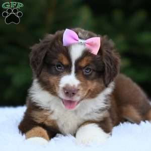 Mia, Miniature Australian Shepherd Puppy