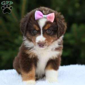 Mia, Miniature Australian Shepherd Puppy