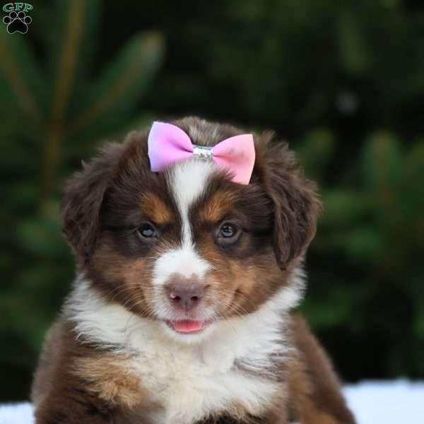 Mia, Miniature Australian Shepherd Puppy