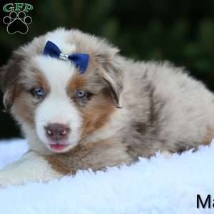 Mason, Miniature Australian Shepherd Puppy