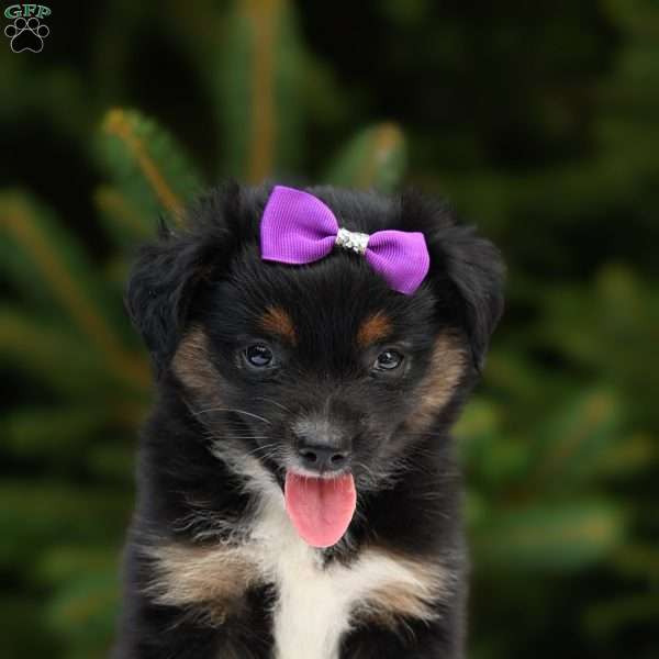 Missy, Miniature Australian Shepherd Puppy