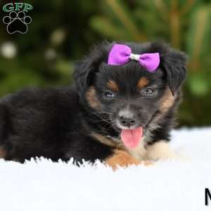 Missy, Miniature Australian Shepherd Puppy