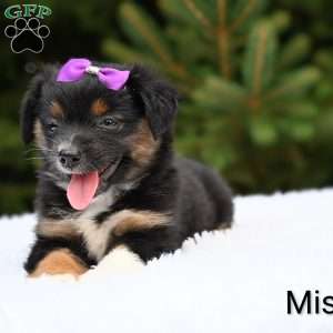 Missy, Miniature Australian Shepherd Puppy