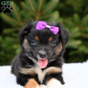 Missy, Miniature Australian Shepherd Puppy
