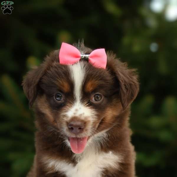 Millie, Miniature Australian Shepherd Puppy