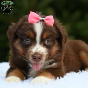 Millie, Miniature Australian Shepherd Puppy