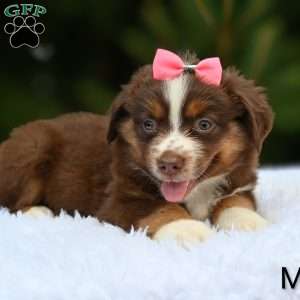 Millie, Miniature Australian Shepherd Puppy