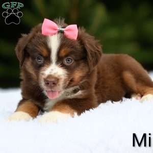 Millie, Miniature Australian Shepherd Puppy