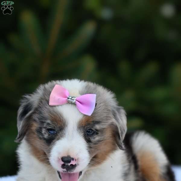 Maddie, Miniature Australian Shepherd Puppy