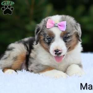 Maddie, Miniature Australian Shepherd Puppy