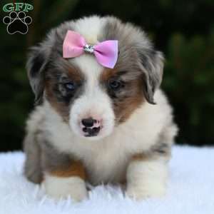 Maddie, Miniature Australian Shepherd Puppy