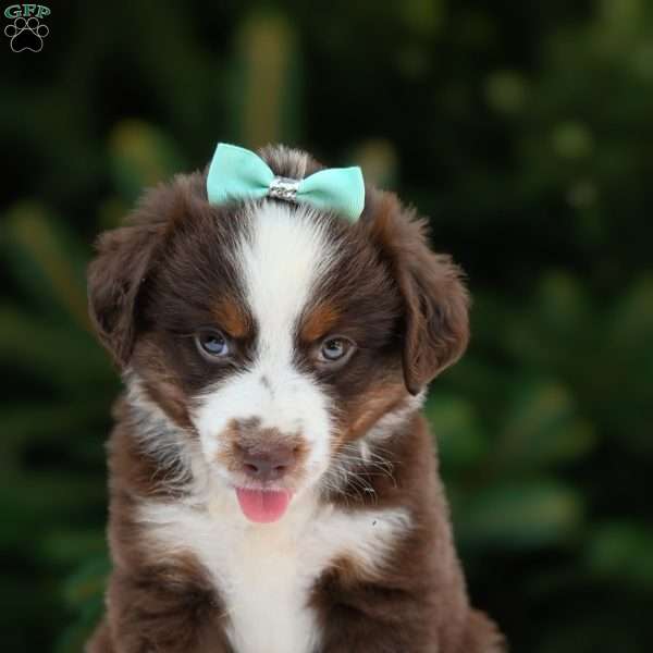 Max, Miniature Australian Shepherd Puppy
