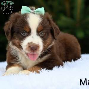 Max, Miniature Australian Shepherd Puppy