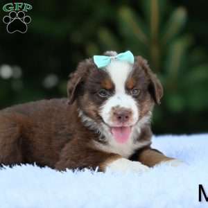 Max, Miniature Australian Shepherd Puppy