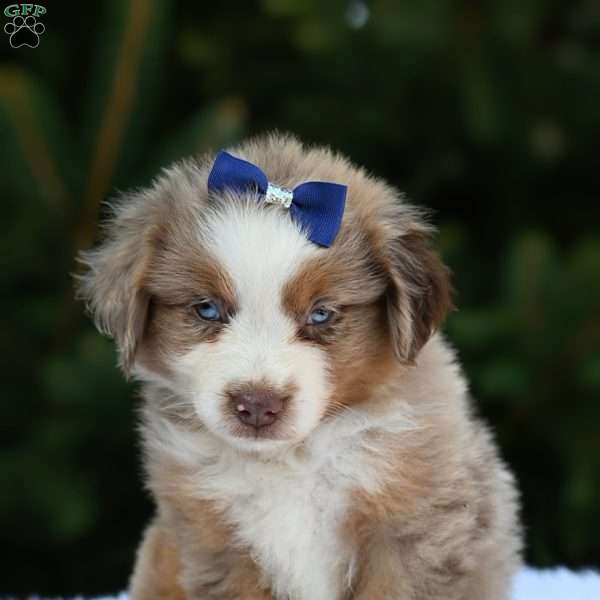 Milo, Miniature Australian Shepherd Puppy