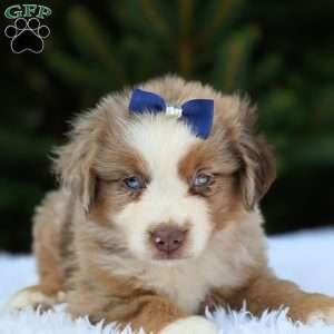 Milo, Miniature Australian Shepherd Puppy