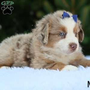 Milo, Miniature Australian Shepherd Puppy